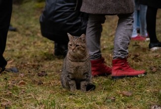 ignorantne kass inimeste jalgade vahel
